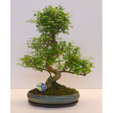 Ligustrum sinense Bonsai