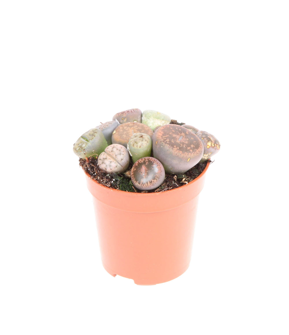 Lithops
