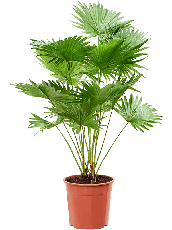 
                  
                    Livistona rotundifolia
                  
                