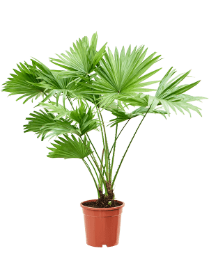 
                  
                    Livistona rotundifolia
                  
                