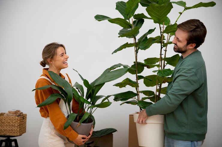 NATURA, Plantes & Aménagements Végétal