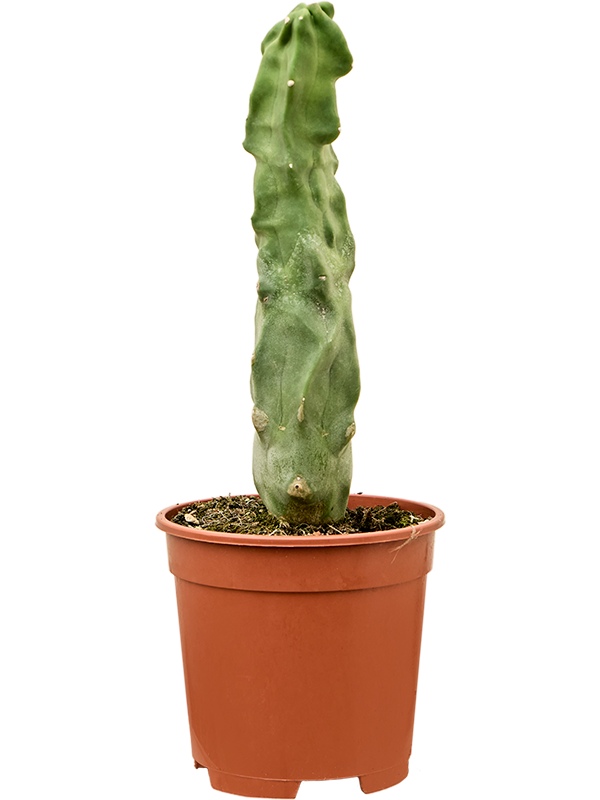 Lophocereus schottii 'Monstruosa'