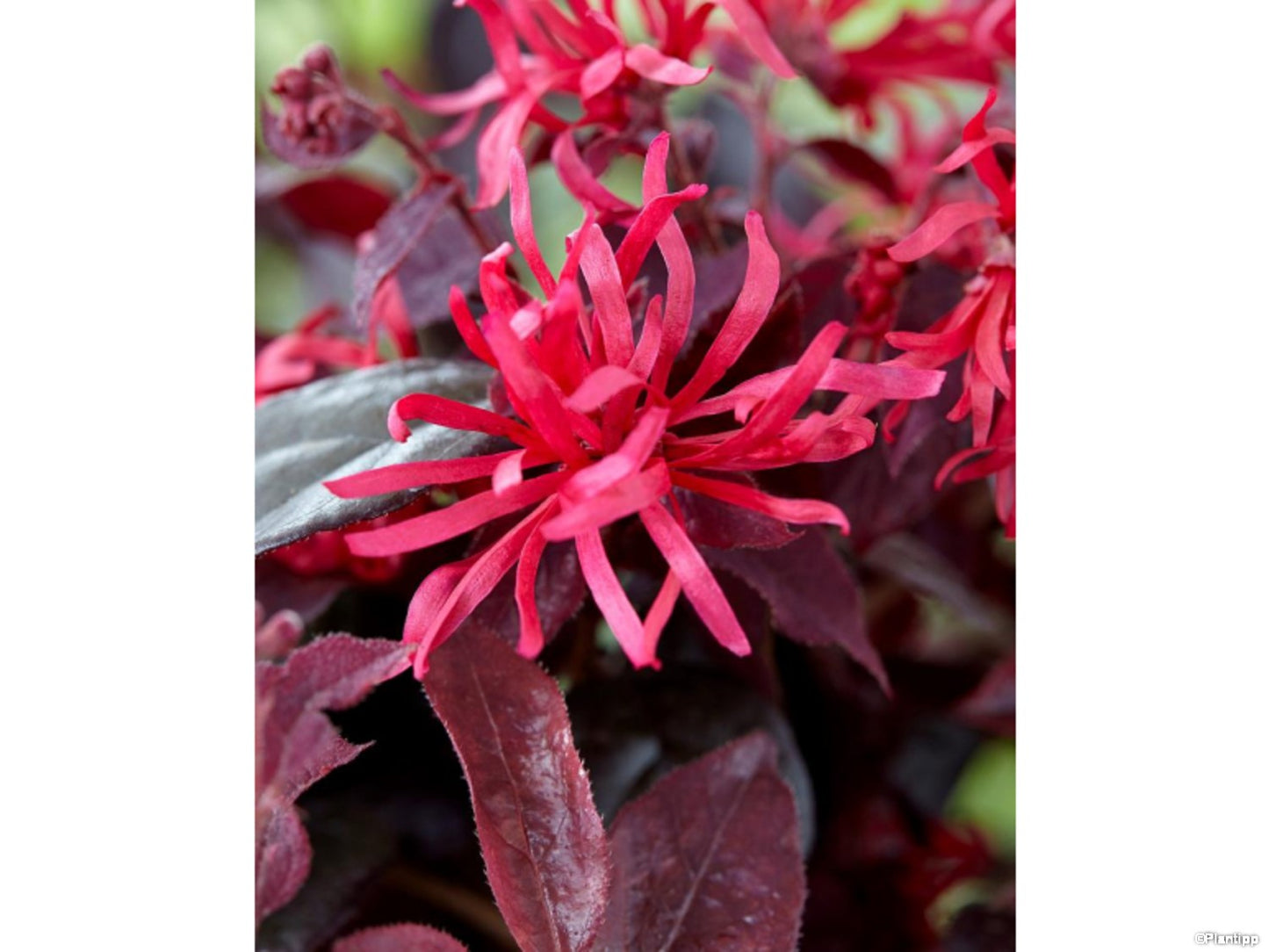 
                  
                    Loropetale de chine rouge
                  
                