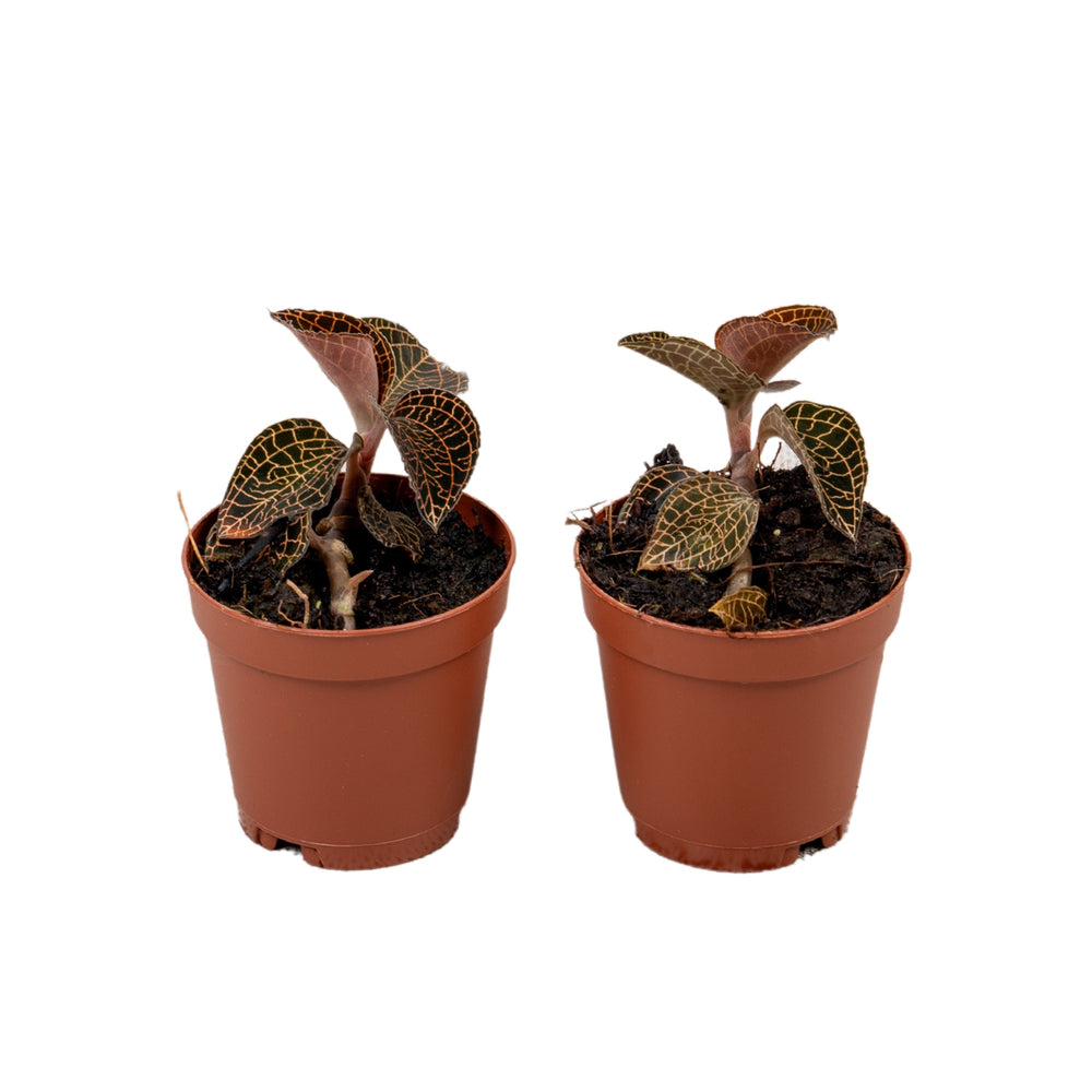 Macodes Anoectochilus Roxburgii Firebird.