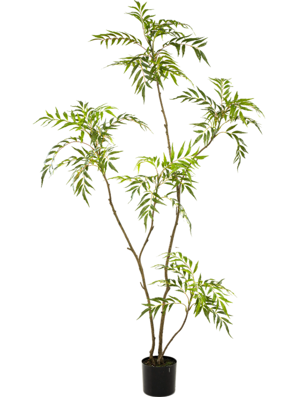 Mahonia Forunei artificiel