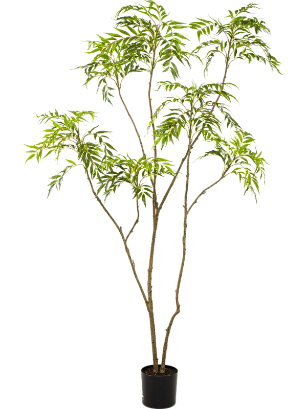 
                  
                    Mahonia Forunei artificiel
                  
                