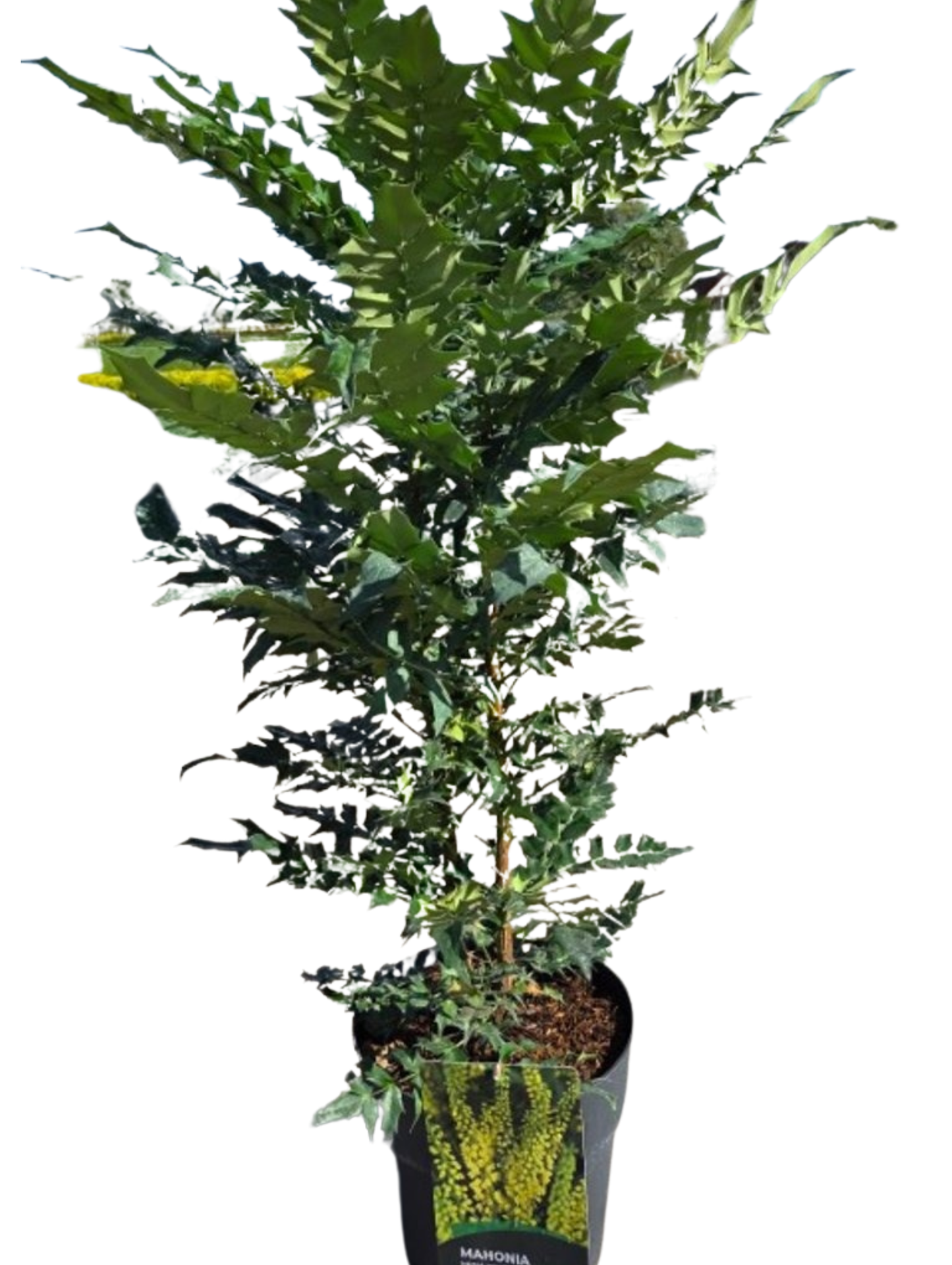 
                  
                    Mahonia x media Winter Sun
                  
                