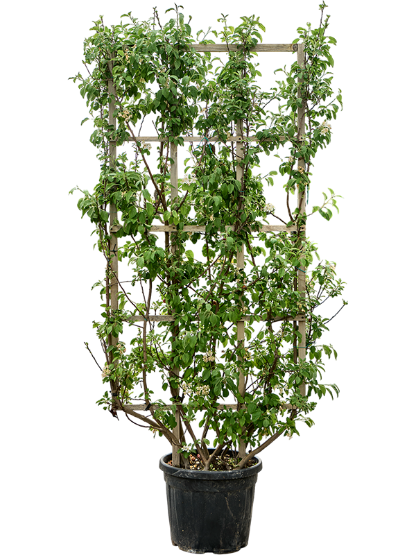 Malus perpetu Evereste
