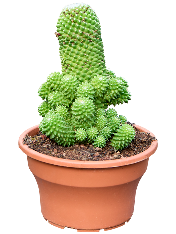 Mammillaria Toluca Ramosa
