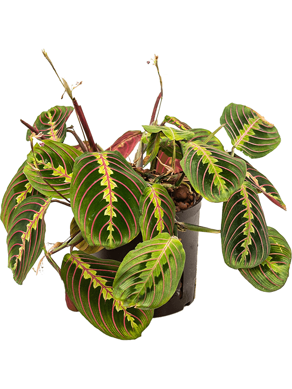 Maranta leuconeura Tricolor