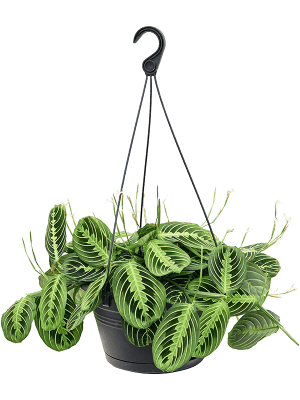 
                  
                    Maranta leuconeura Lemon Lime
                  
                