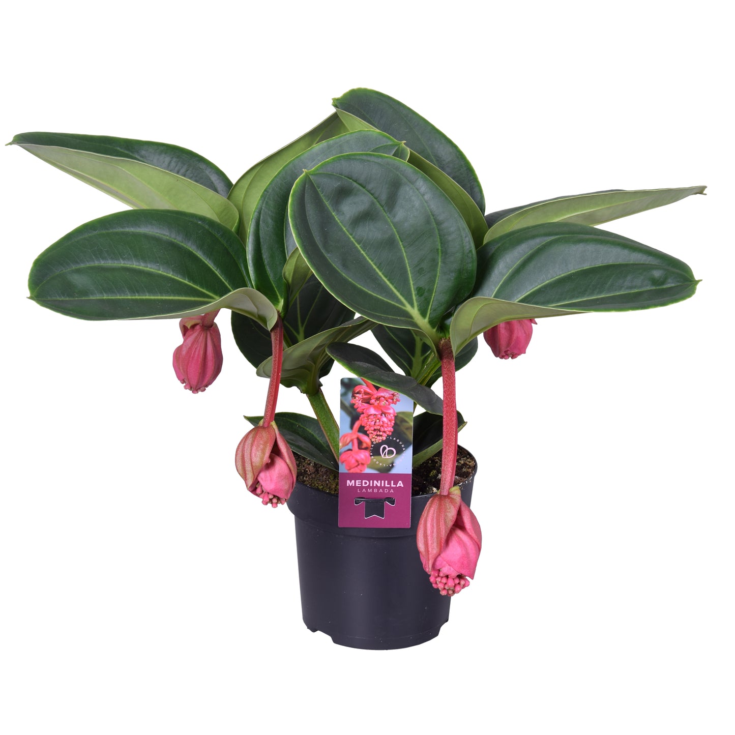 
                  
                    Medinilla magnifica
                  
                