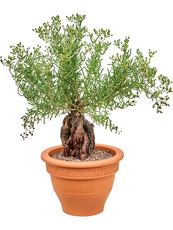 Mestoklema tuberosum