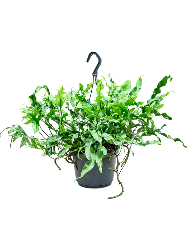 Microsorum diversifolium
