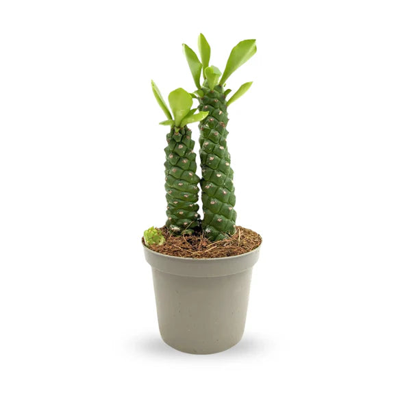 Monadenium Guentheri