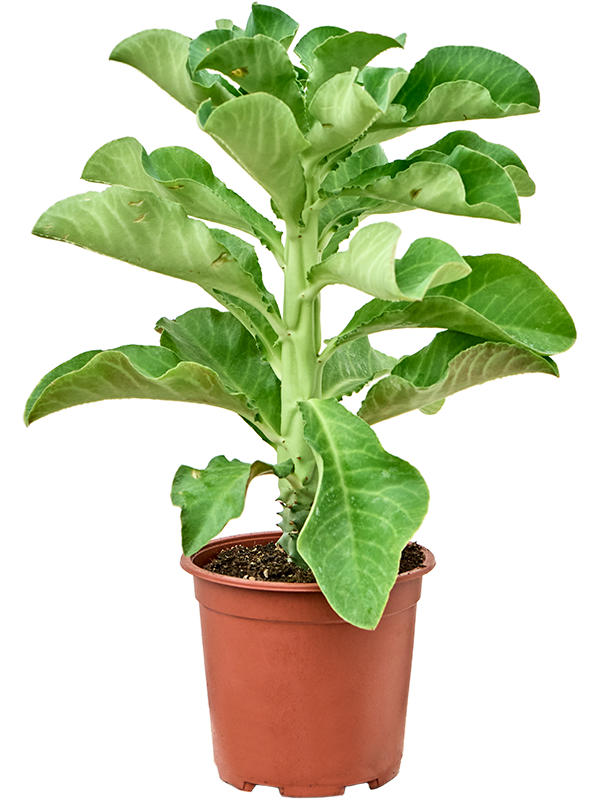 Monadenium arborescens