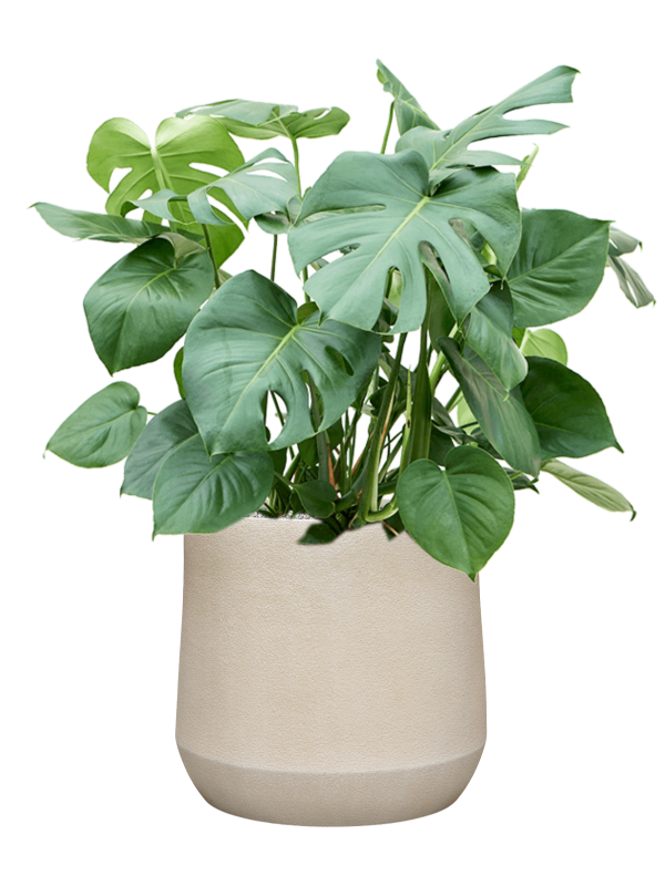
                  
                    Monstera deliciosa en pot Darcy Antwerp beige, composition prête à installer
                  
                