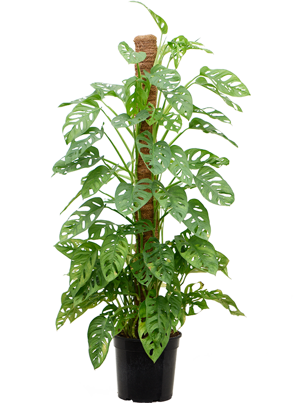 
                  
                    Monstera Obliqua
                  
                