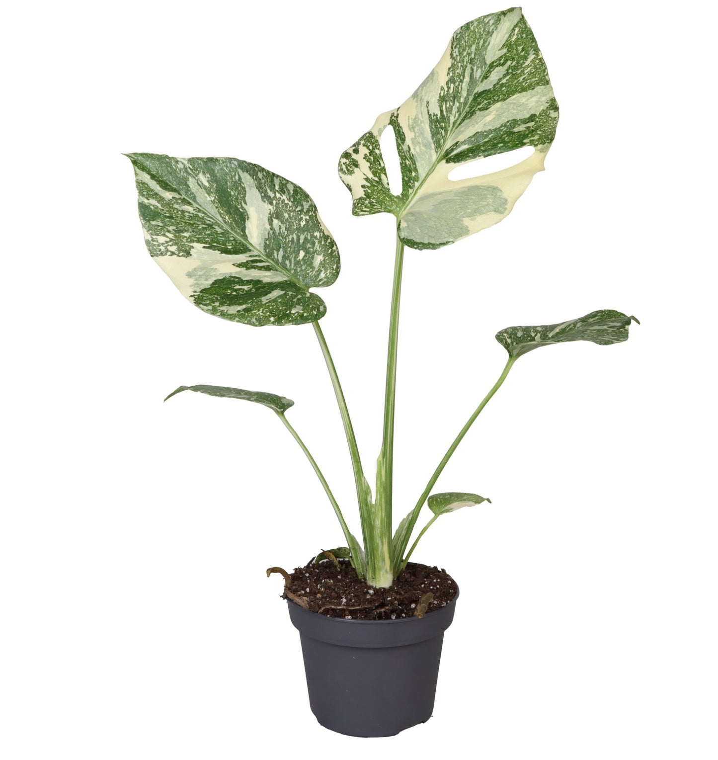 
                  
                    Monstera Creme Brulee
                  
                