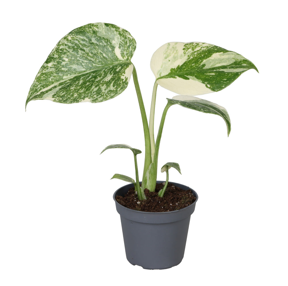 
                  
                    Monstera Creme Brulee
                  
                