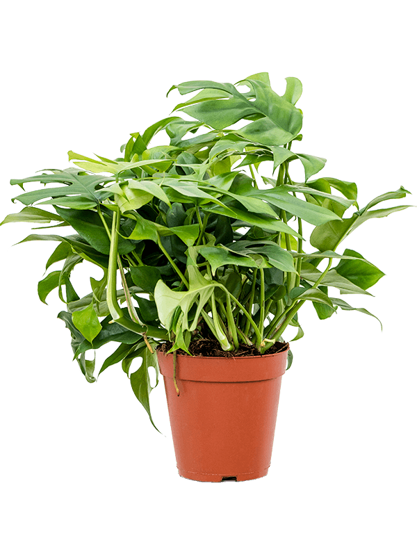 
                  
                    Monstera Minima
                  
                