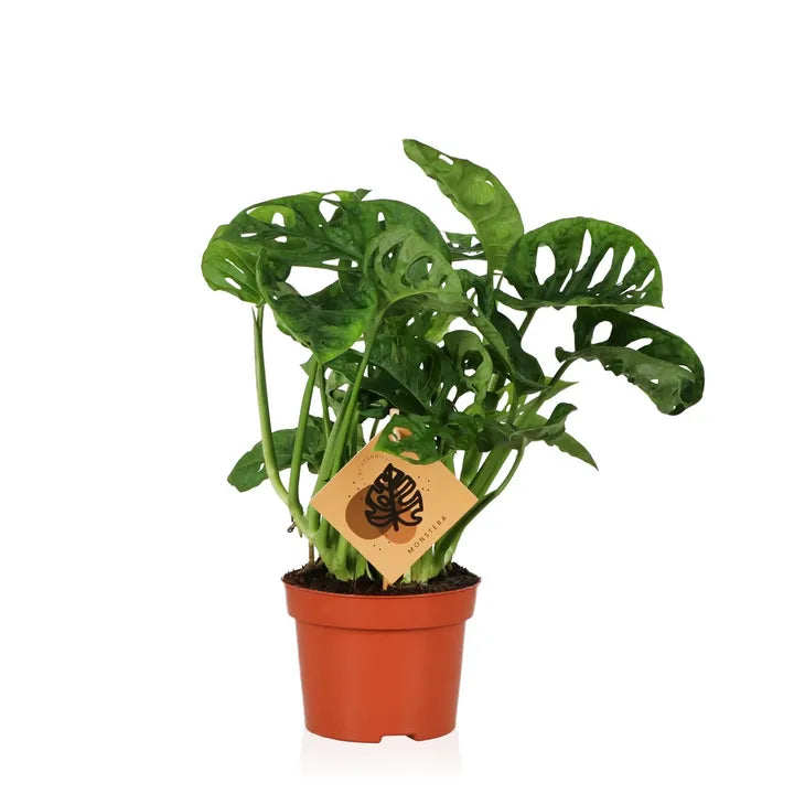 
                  
                    Monstera adansonii
                  
                