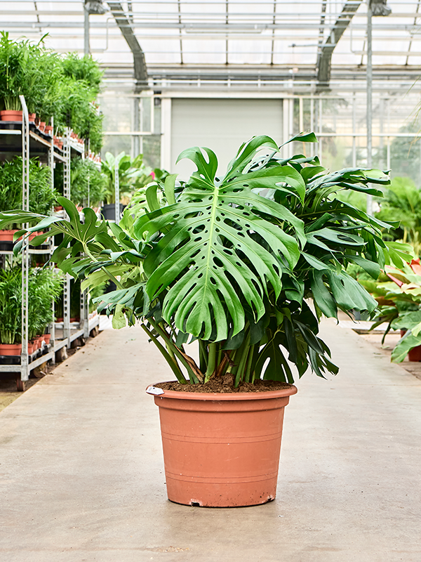 
                  
                    Monstera deliciosa
                  
                