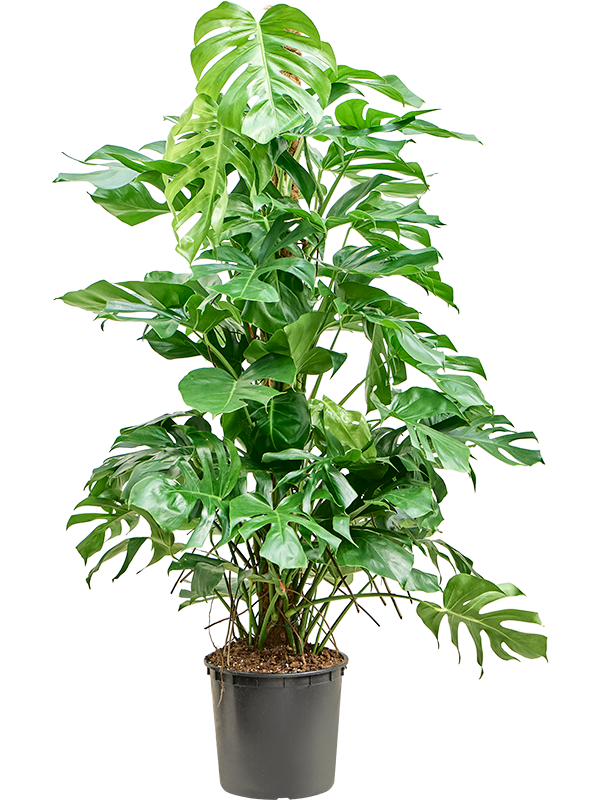 
                  
                    Monstera deliciosa
                  
                