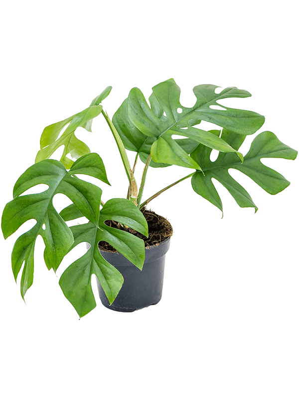 Monstera deliciosa Little Sister