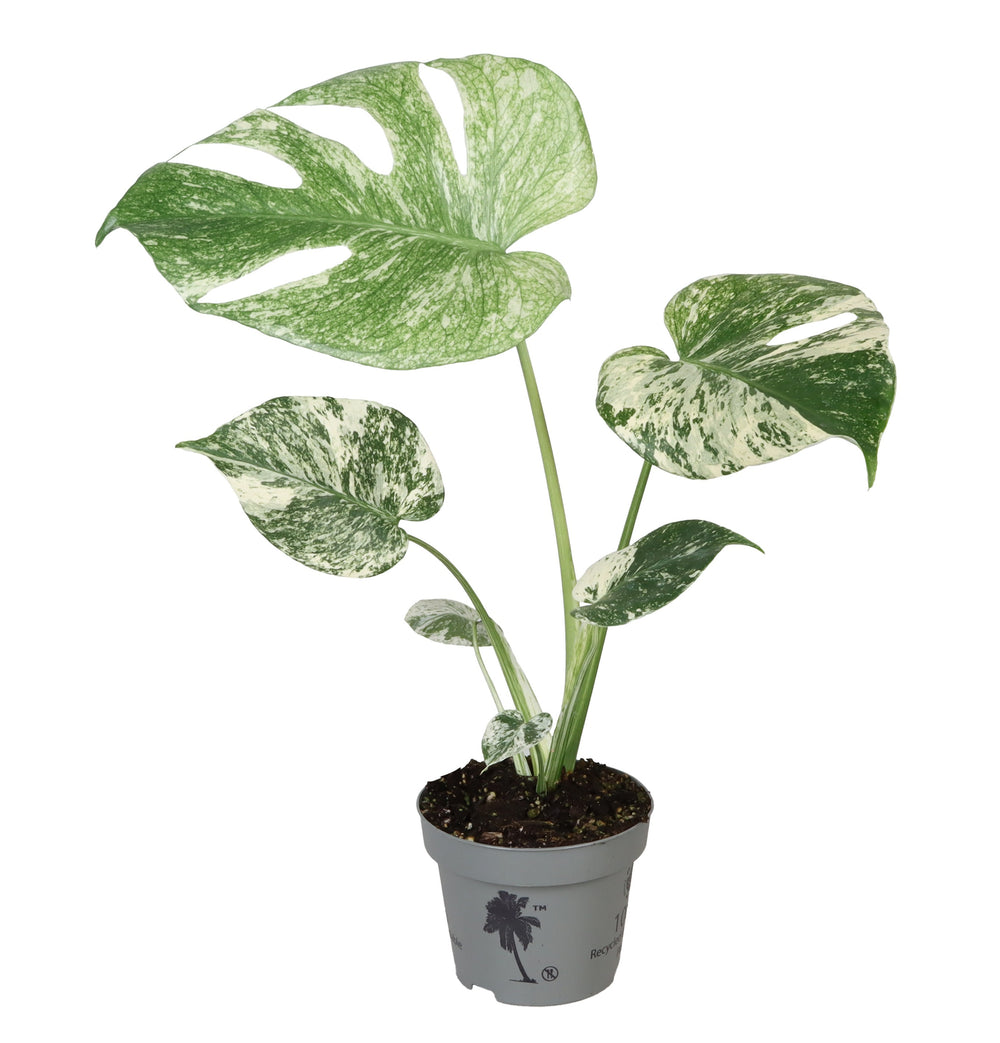 Monstera deliciosa Mint
