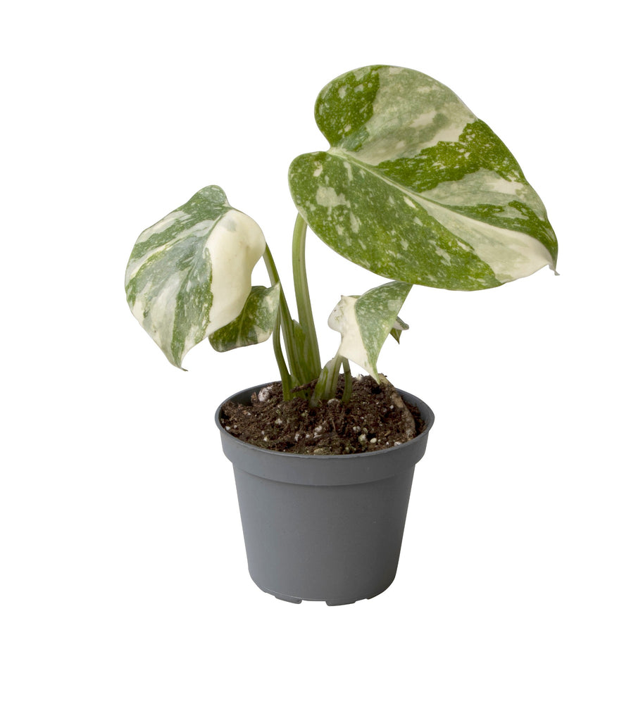 
                  
                    Monstera Thai Constellation
                  
                