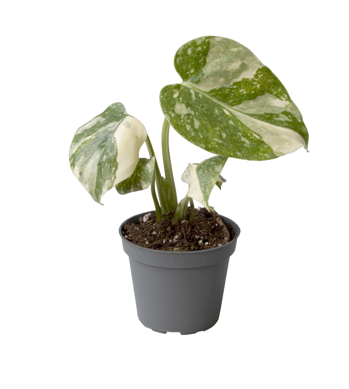 
                  
                    Monstera Thai Constellation
                  
                