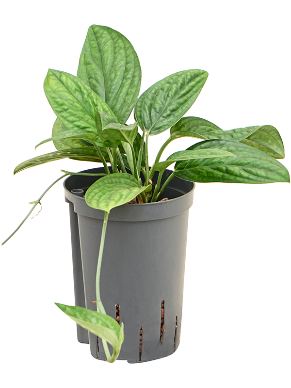 
                  
                    Monstera karstenianum
                  
                