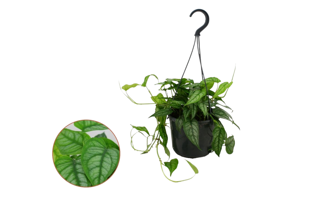 Monstera siltepecana