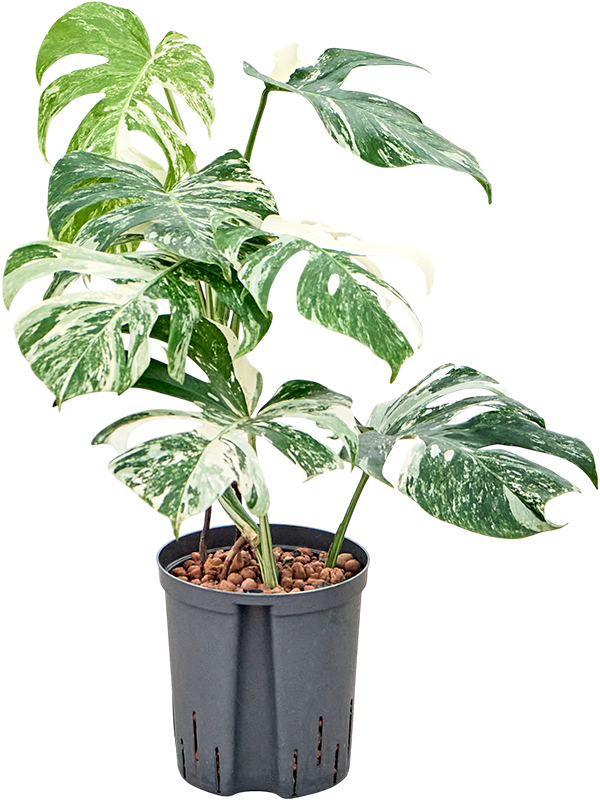 
                  
                    Monstera variagata Hydro
                  
                