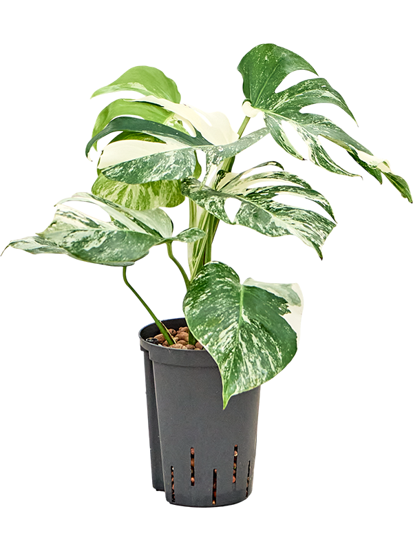 
                  
                    Monstera variagata Hydro
                  
                