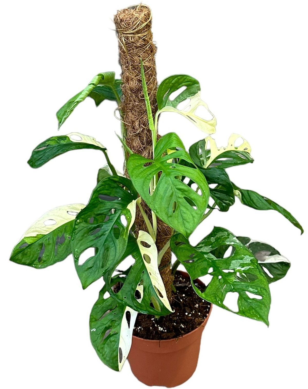 
                  
                    Monstera adansonii variegata
                  
                