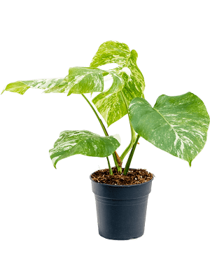 
                  
                    Monstera deliciosa 'Variegata'
                  
                