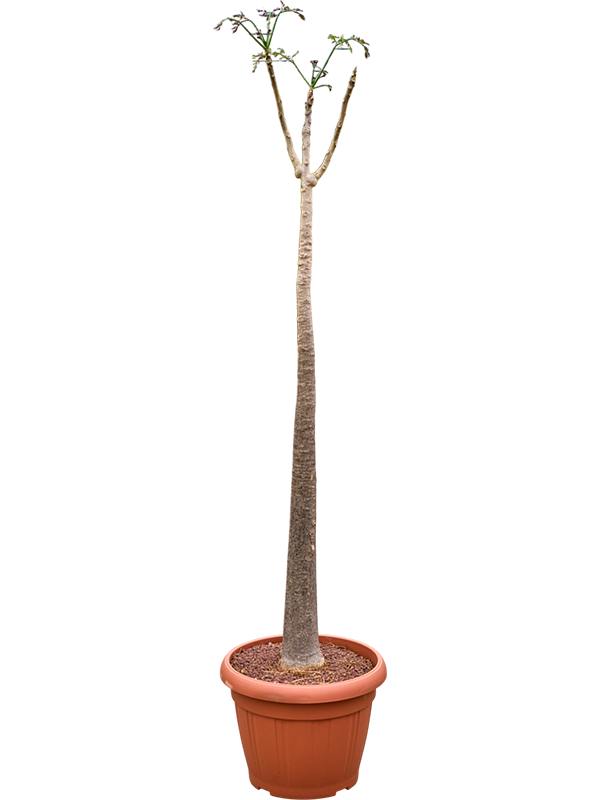 Moringa oleifera