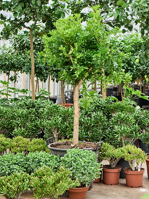 Murraya paniculata