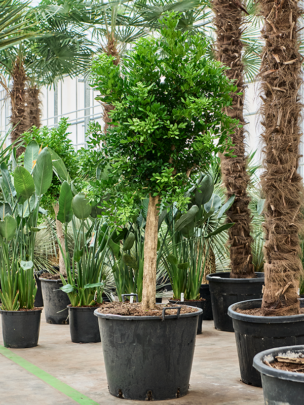 
                  
                    Murraya paniculata
                  
                
