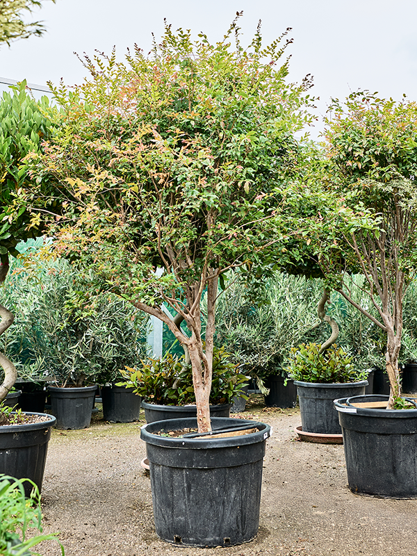 Myrciaria cauliflora Jaboticaba
