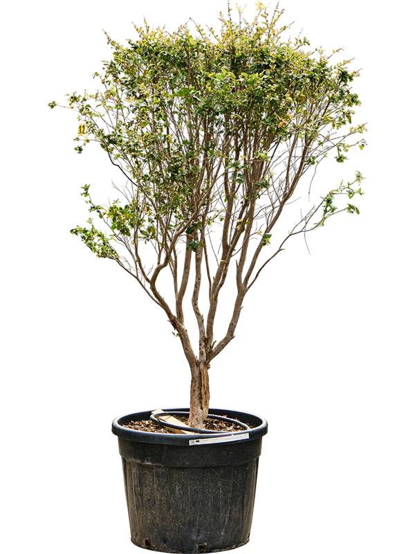 
                  
                    Myrciaria cauliflora
                  
                