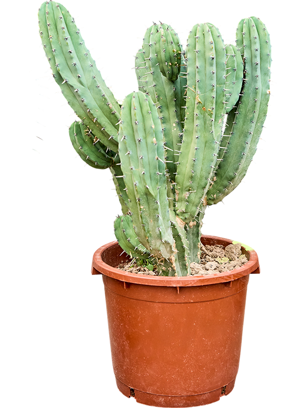 
                  
                    Myrtillocactus geometrizans
                  
                