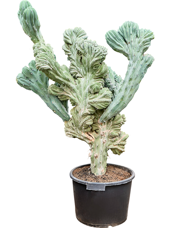 Myrtillocactus geometrizans 'Cristata'