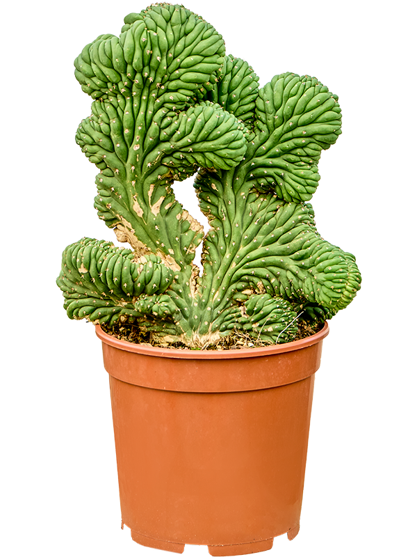 
                  
                    Myrtillocactus geometrizans 'Cristata'
                  
                