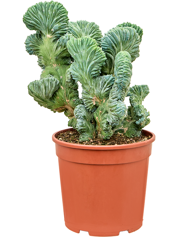 
                  
                    Myrtillocactus geometrizans 'Cristata'
                  
                