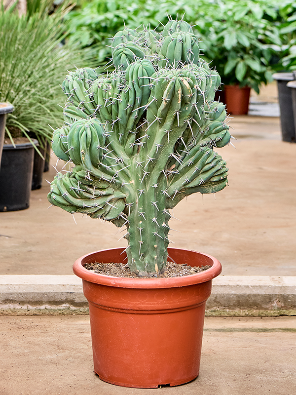 Myrtillocactus geometrizans 'Cristata'