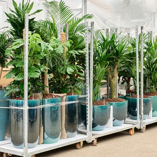 La Location de plantes longue durée