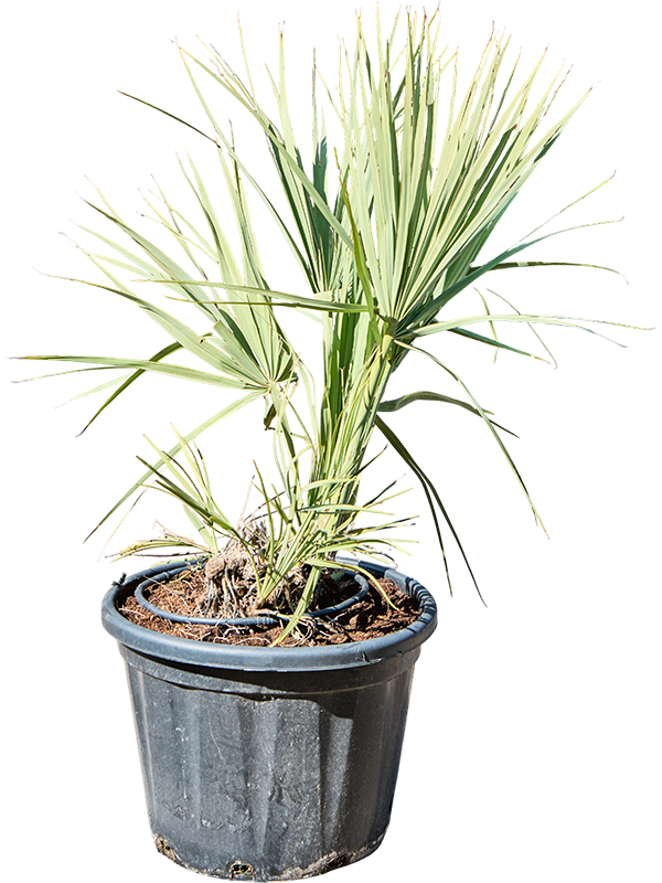 Nannorrhops Ritchiana